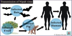 Nipah Virus